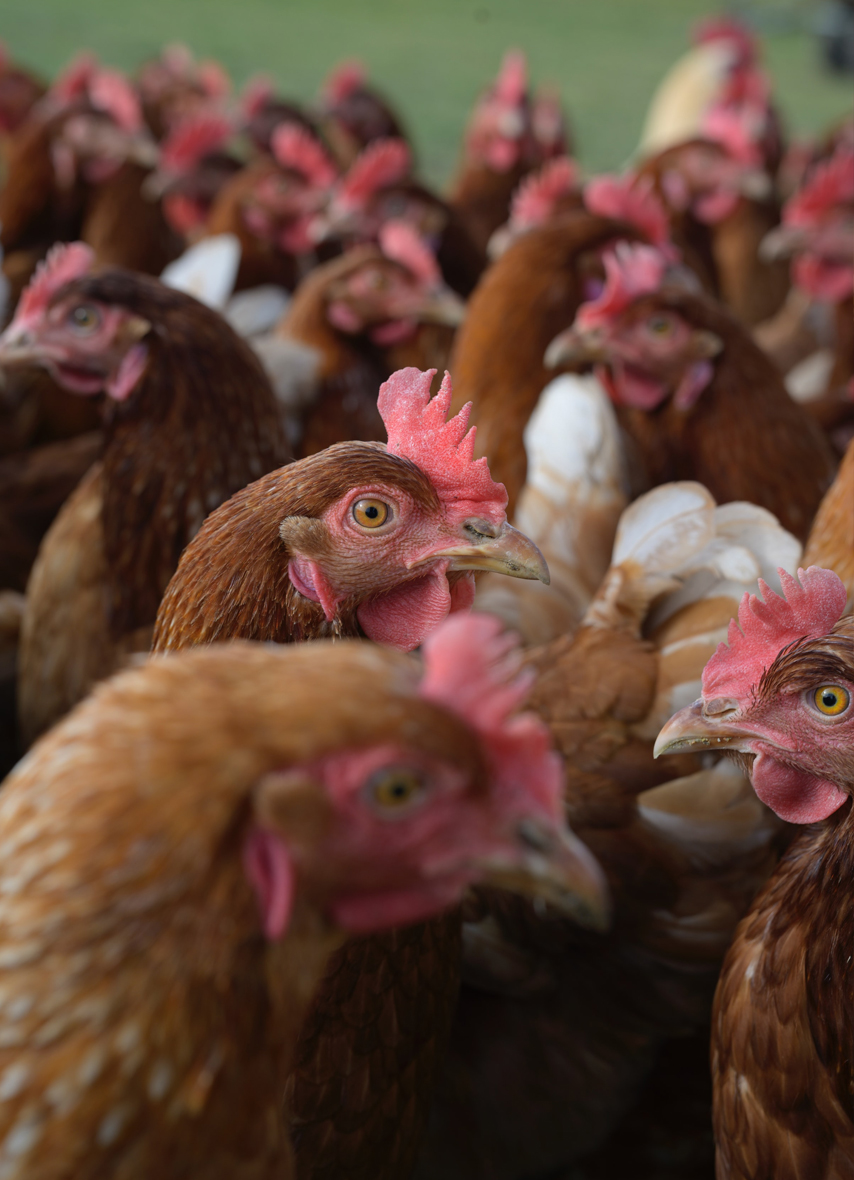 hens854x1180